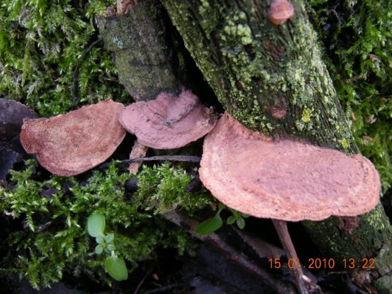 Hapalopilus nidulans (Hapalopilus nidulans)